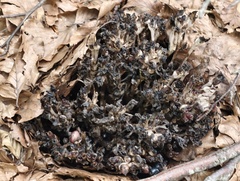Lathraea clandestina, photograph (c) fmunoz, some rights reserved (CC BY)
