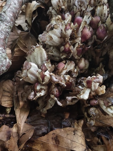 Lathraea clandestina, photograph 4