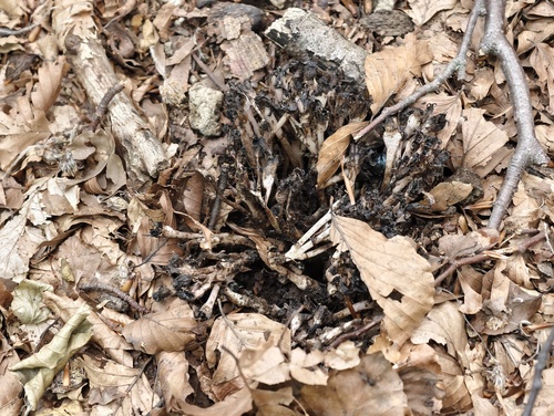 Lathraea clandestina, photograph 6