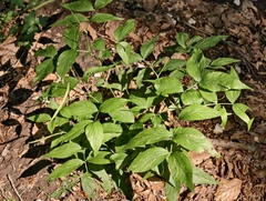 Lathyrus venetus, photograph (c) fmunoz, some rights reserved (CC BY)