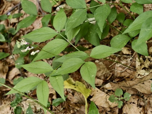 Lathyrus venetus, photograph 5