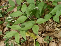 Lathyrus venetus, photograph (c) fmunoz, some rights reserved (CC BY)