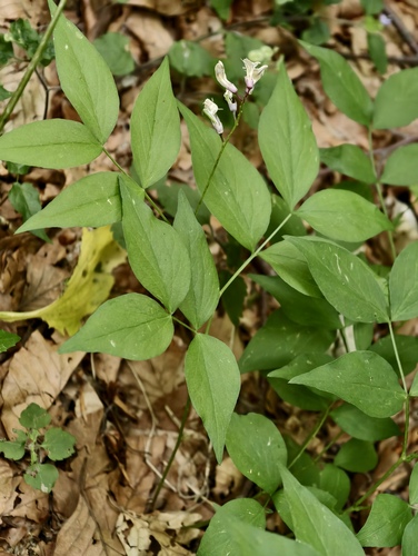 Lathyrus venetus, photograph 4