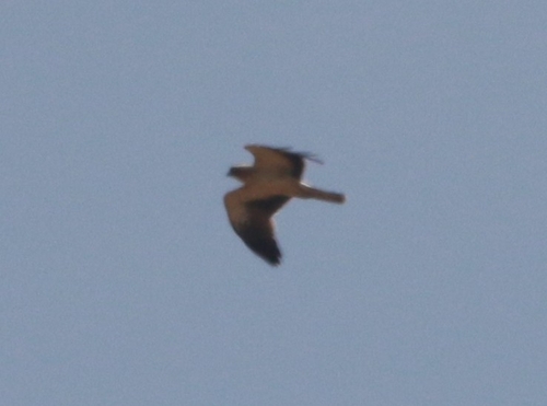 Booted Eagle