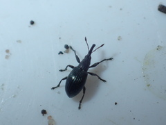 Ceratapion onopordi