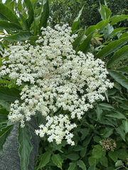 European black elderberry