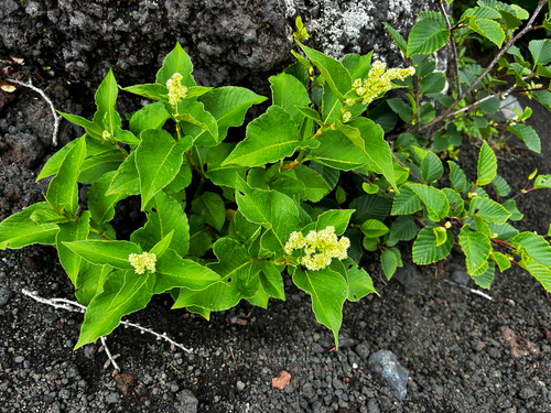 Weyrich's Knotweed