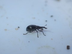 Ceratapion onopordi