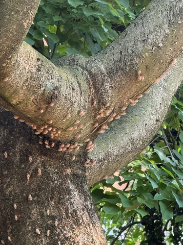 Ash Cicada