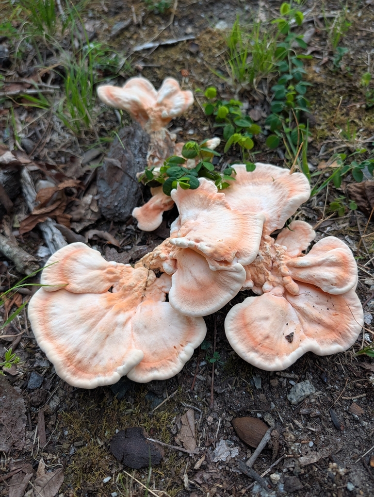 White-pored Chicken of the Woods · July 2026 · photo: Photo: no rights reserved · iNaturalist