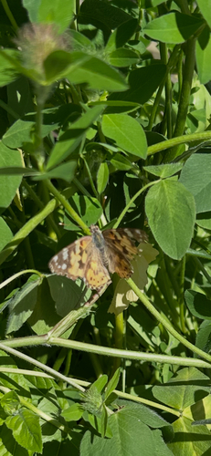 Painted Lady