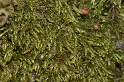 Scleropodium touretii observed 2026-06-30