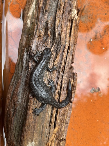 Great Crested Newt
