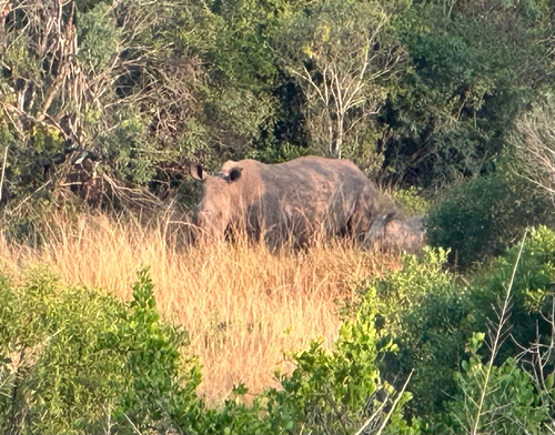 Southern White Rhinoceros