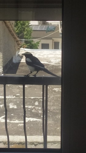 Eurasian Magpie