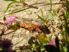 Gryllotalpa vineae