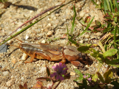 Gryllotalpa vineae