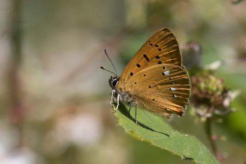 Scarce Copper