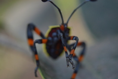 Pachylis acutangulus