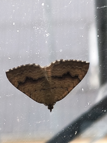 Yellow Shell Moth