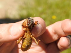 Gryllotalpa vineae