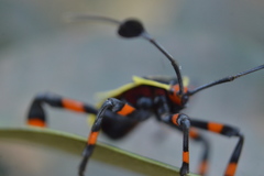 Pachylis acutangulus