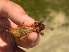 Gryllotalpa vineae