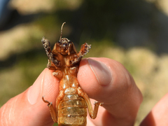 Gryllotalpa vineae
