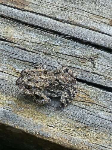 Southern Toad