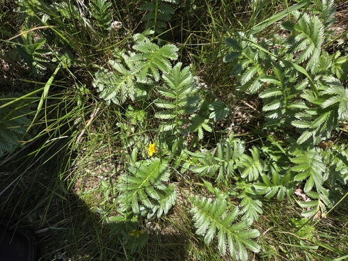 common silverweed