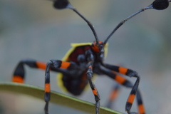 Pachylis acutangulus