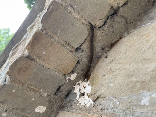 Mediterranean Banded Centipede