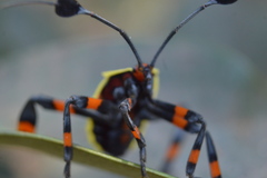 Pachylis acutangulus