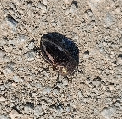 Cyphosoma lawsoniae