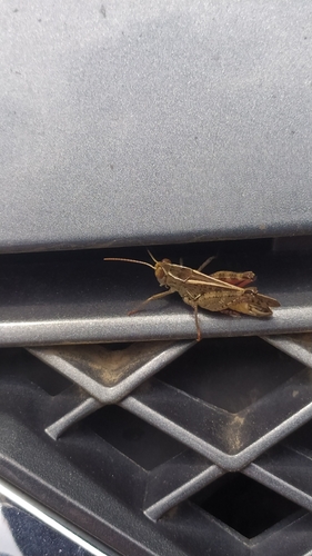 Italian locust