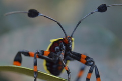 Pachylis acutangulus