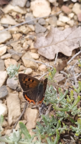 Small Copper