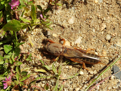 Gryllotalpa vineae