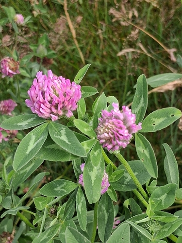 Red Clover