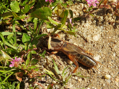 Gryllotalpa vineae