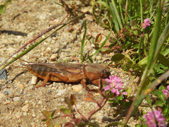 Gryllotalpa vineae