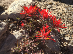 Castilleja scabrida scabrida