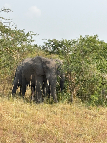African Savanna Elephant