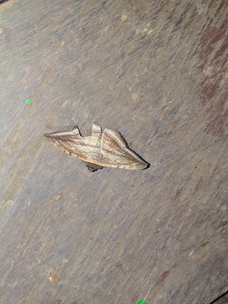 Hulodes donata (Hulodes donata)