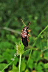 Selonodon