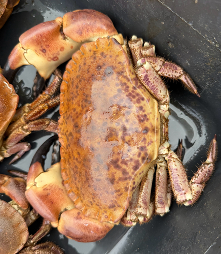 Edible Crab