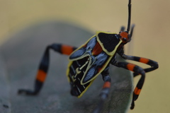 Pachylis acutangulus