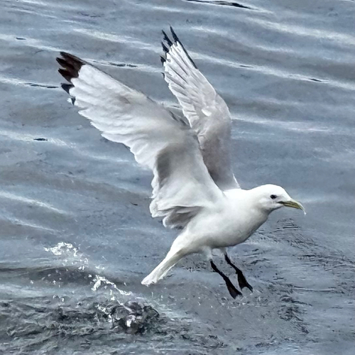 Black-legged Kittiwake