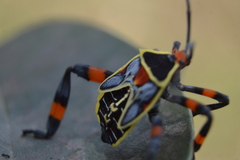 Pachylis acutangulus