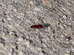 Pseudomethoca sanbornii